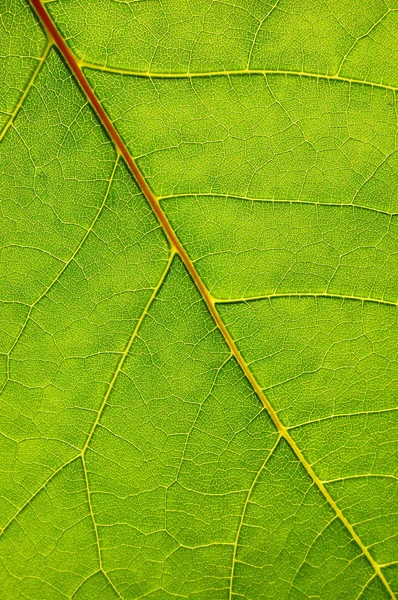 Текстура зеленого листа — стокове фото