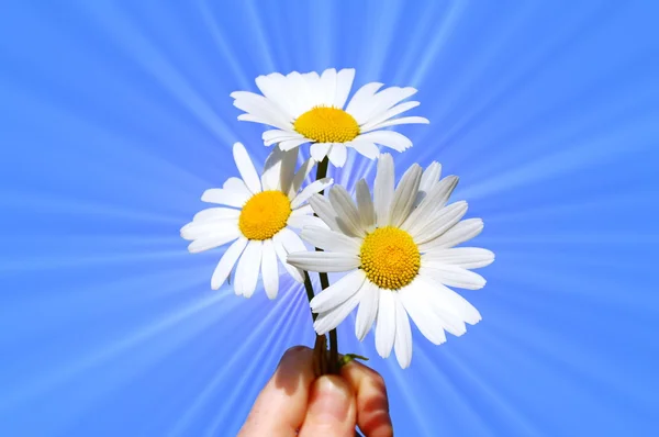 Ruka držící daisy — Stock fotografie
