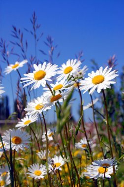 Field of daisies clipart