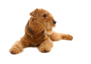 Airedale clipart