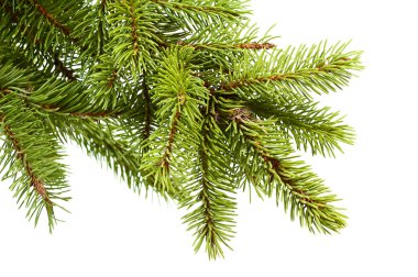Christmas fir tree clipart