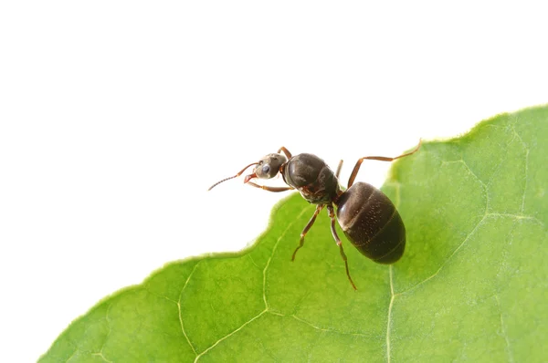 stock image Ant on green leaf