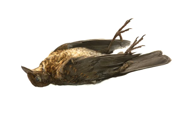 Мертвая птица — стоковое фото