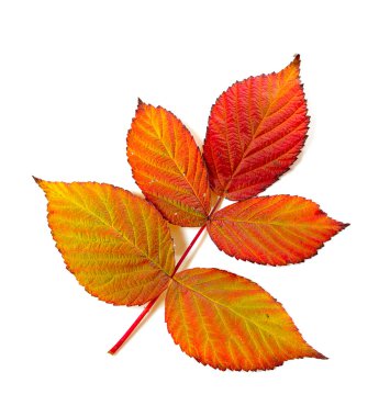 Autumn leaf clipart