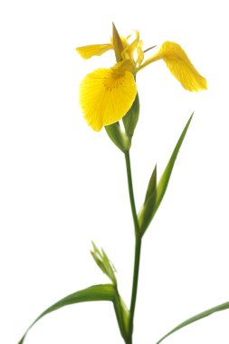 Yellow iris clipart