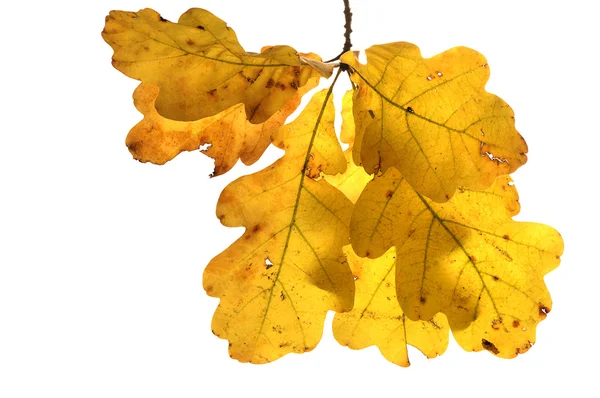 Podzim dubové větvičky — Stock fotografie