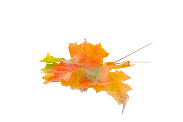 Autumn leaf — Stock Photo, Image