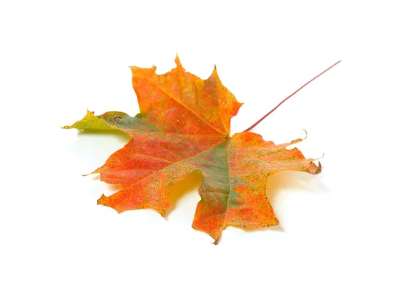 Autumn colorful maple leaf — Stock Photo, Image