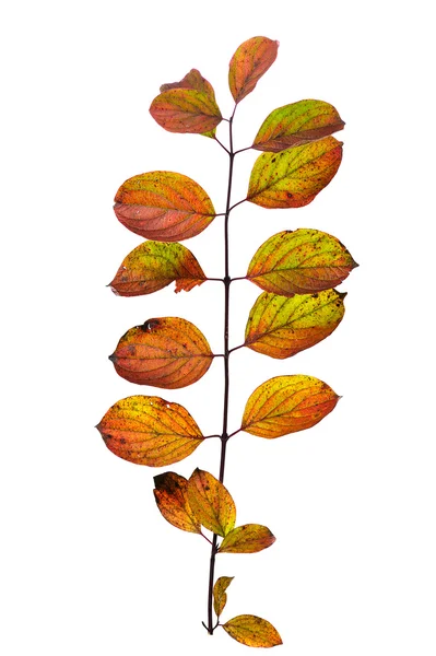 Φύλλα φθινοπώρου — Φωτογραφία Αρχείου