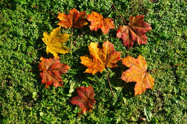 Podzimní javorové listy — Stock fotografie