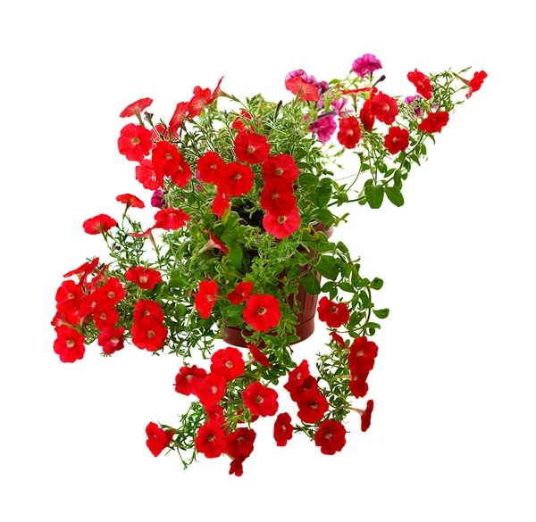Blooming petunia — Stock Photo, Image