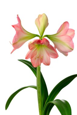 Blooming amaryllis clipart