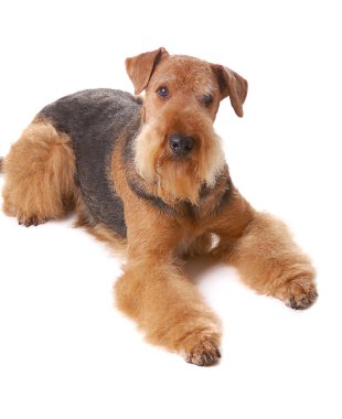 Airedale köpek