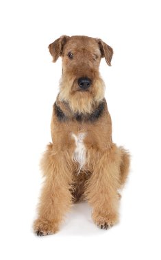 Airedale köpek