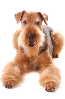 Airedale köpek