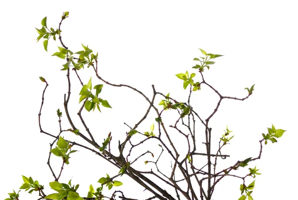 Patttern 的嫩枝 — 图库照片