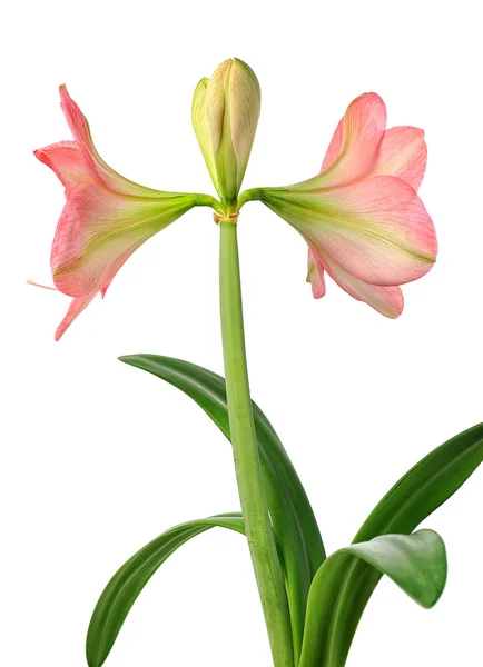 Blommande amaryllis — Stockfoto