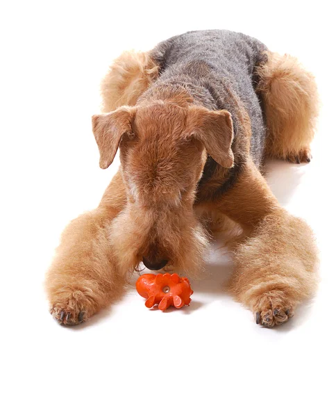 Cane Airedale — Foto Stock