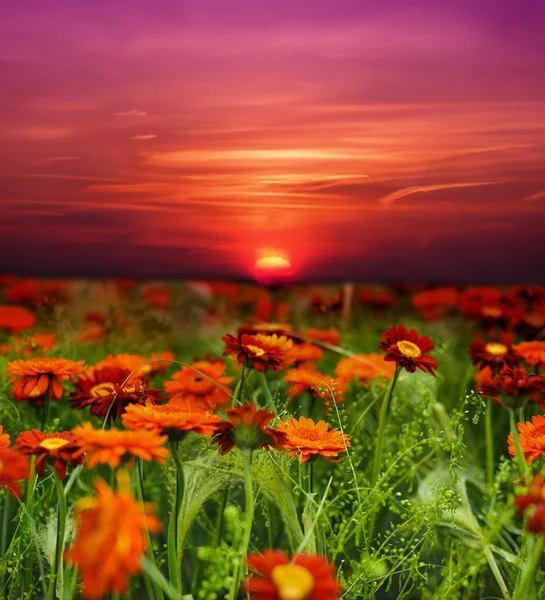 Solnedgång blomma fältet — Stockfoto