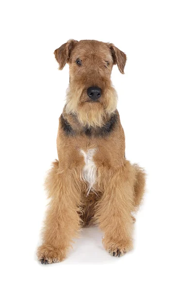 Cane Airedale — Foto Stock
