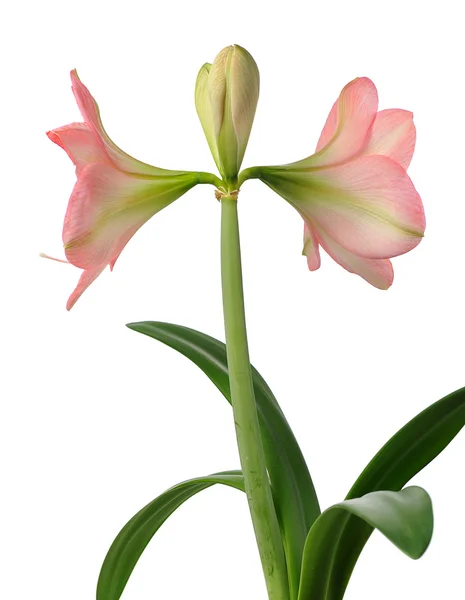 Квітучий amaryllis — стокове фото