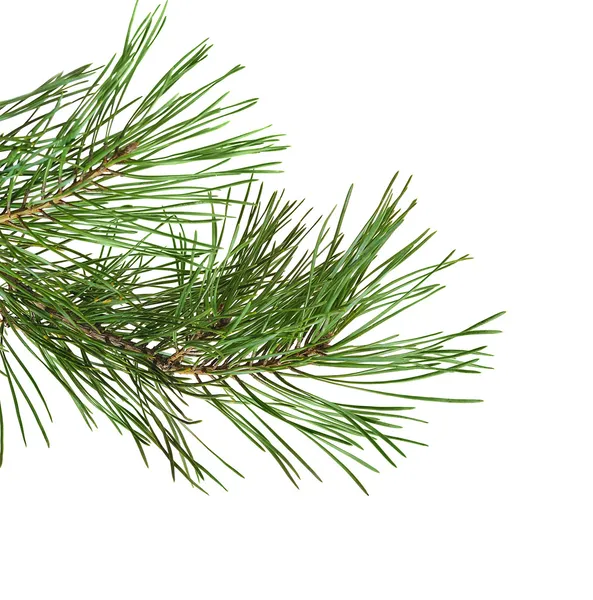 Green pine twig — Stock Photo, Image