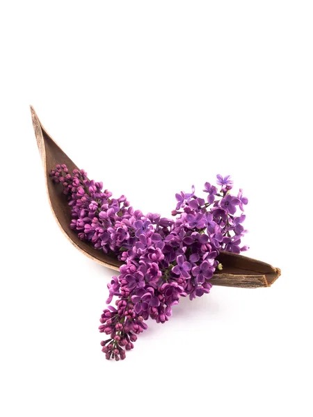 Lila púrpura —  Fotos de Stock