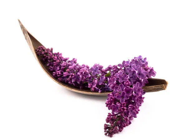 Lila púrpura — Foto de Stock