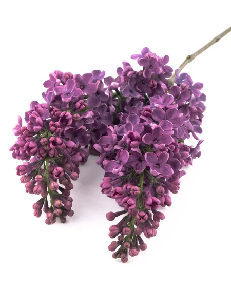 Lilac yang indah — Stok Foto
