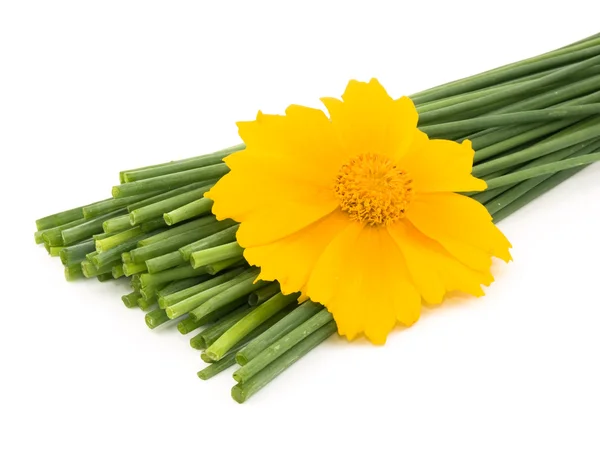 Arpagic proaspăt și floare galbenă — Fotografie, imagine de stoc