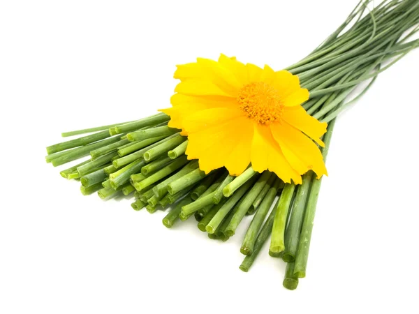 Arpagic proaspăt și floare galbenă — Fotografie, imagine de stoc