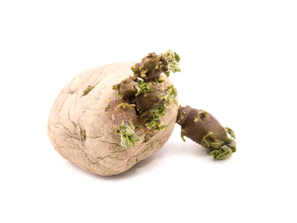 Sprouting potato — Stock Photo, Image