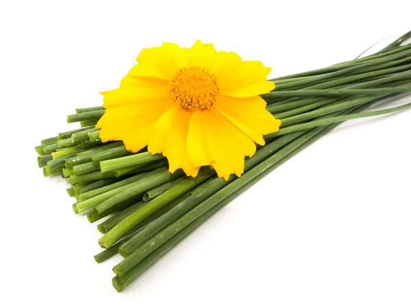 Ciboulette fraîche et fleur jaune — Photo