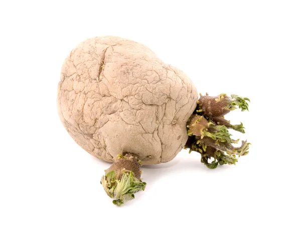 stock image Sprouting potato