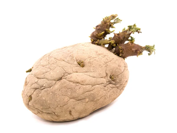Tumbuh kentang — Stok Foto