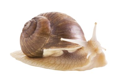 Edible snail on a white background clipart