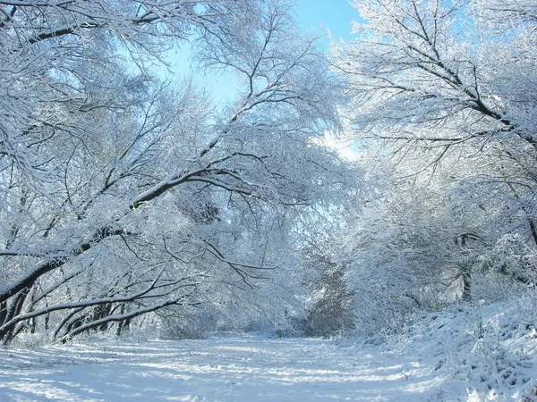 Schnee und Bäume im Winter — Stockfoto