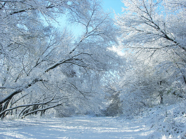 Зима снег и деревья

