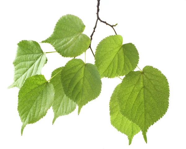 Zweig grünes Blatt — Stockfoto