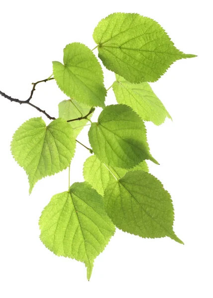 Foglia verde ramo — Foto Stock