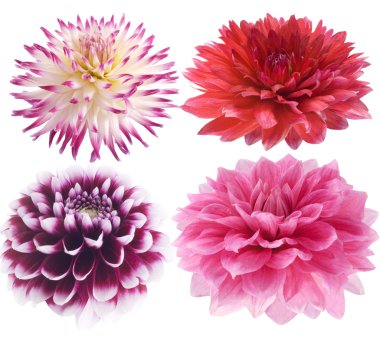 Pink dahlia clipart