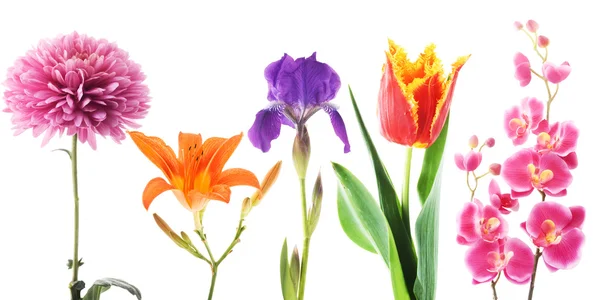 Set bloemen — Stockfoto