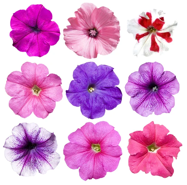 Cabezas de flores (Lavatera ) —  Fotos de Stock