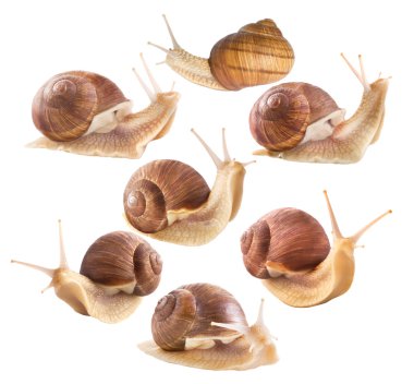 Edible snails clipart