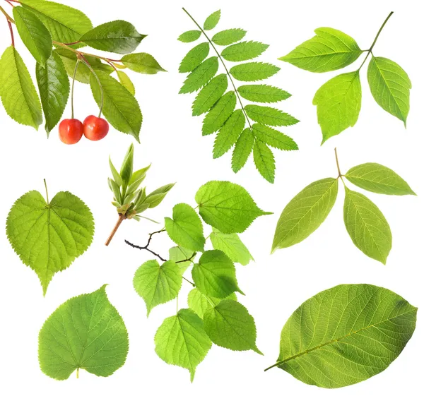 Set of green leaf — Stock Photo, Image
