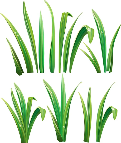 Zelené trávy na bílém pozadí — Stockový vektor