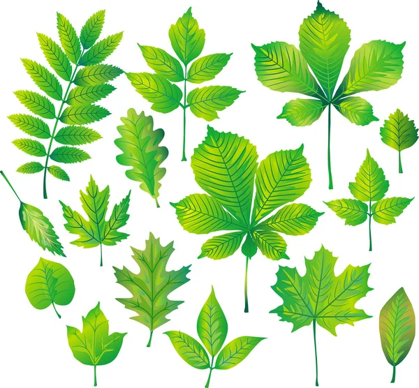 Set of green leaf — Stock Vector