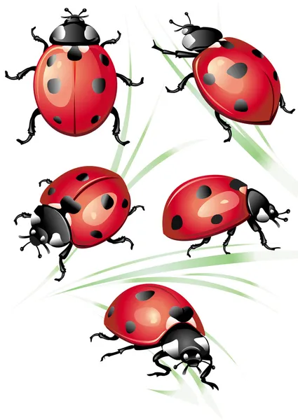 Set of ladybird — Stock Vector
