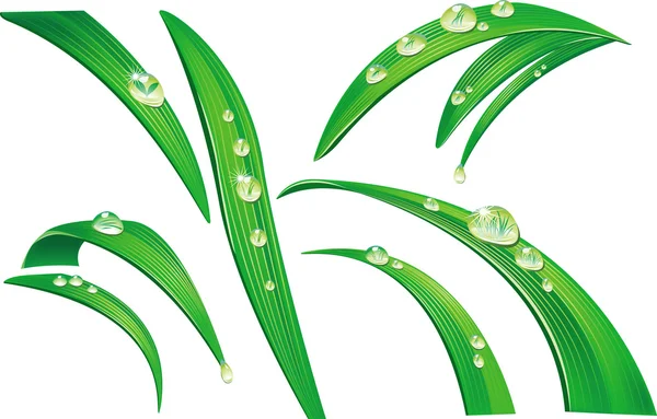 Hierba verde con gota — Vector de stock