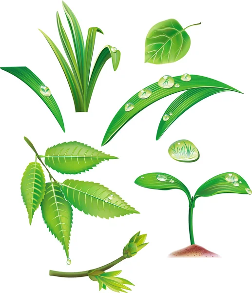 Set di foglie verdi ed erba — Vettoriale Stock